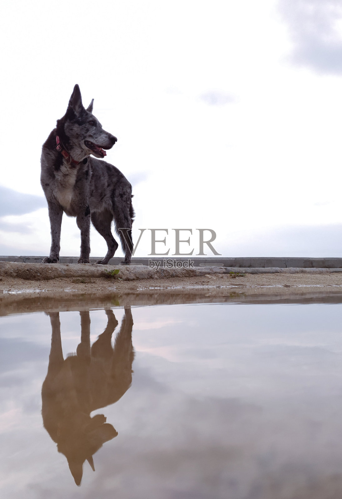 水坑里有倒影的灰色狗照片摄影图片