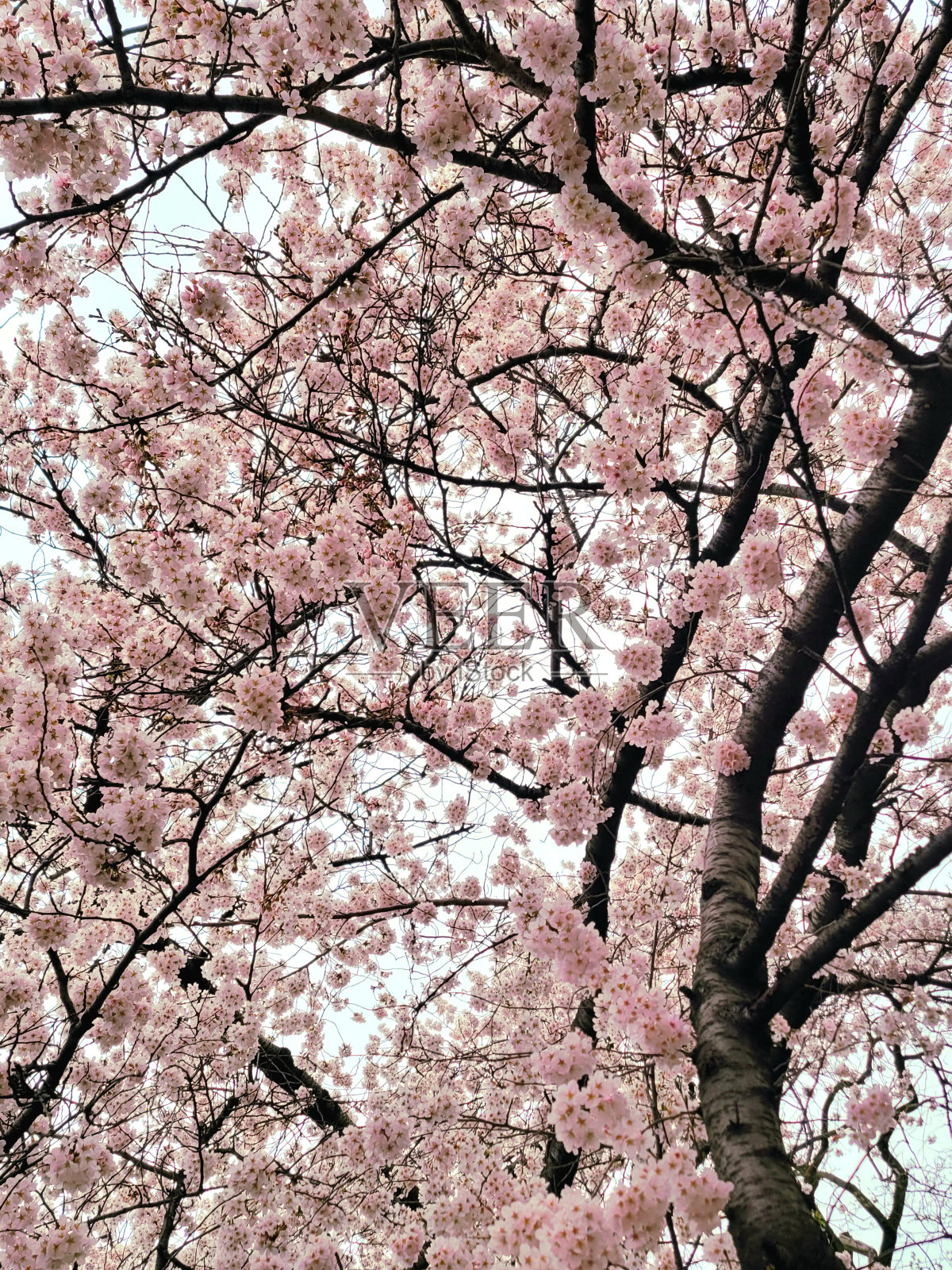 明亮的粉红色樱花束照片摄影图片