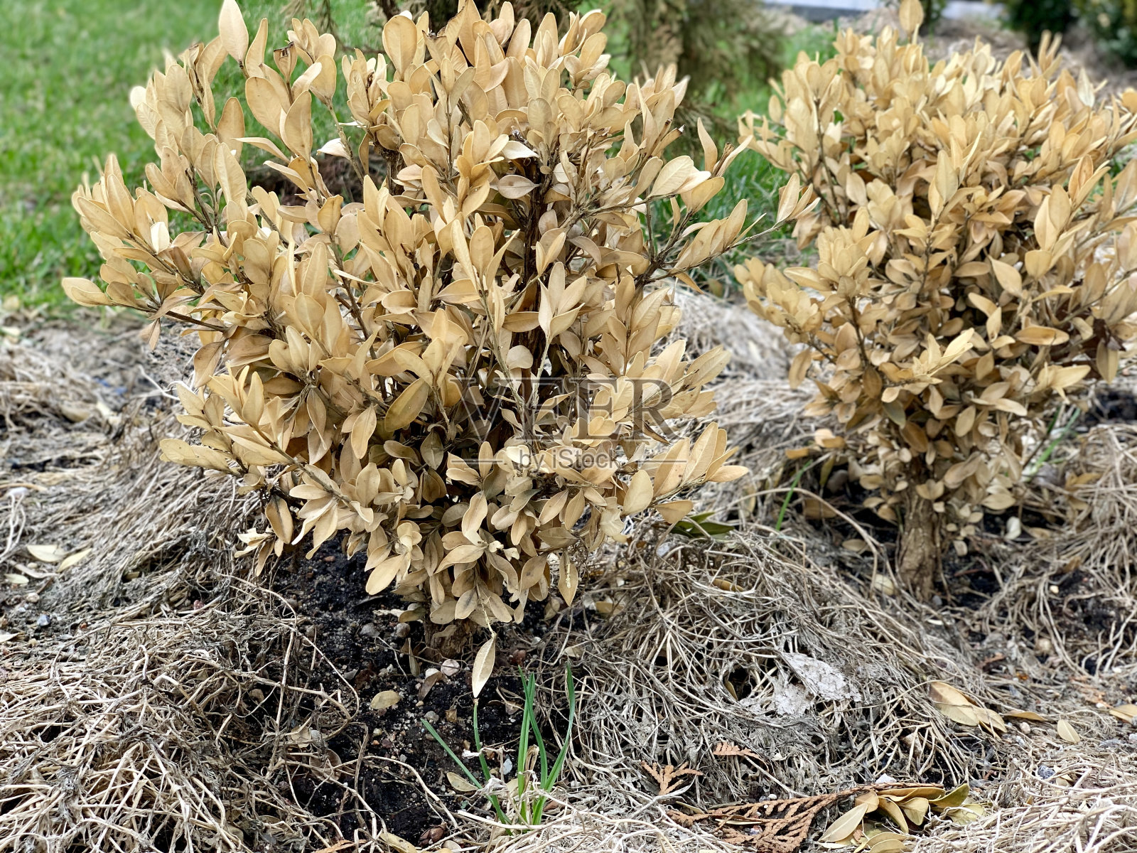 黄杨叶受损。进行了疾病。照片摄影图片