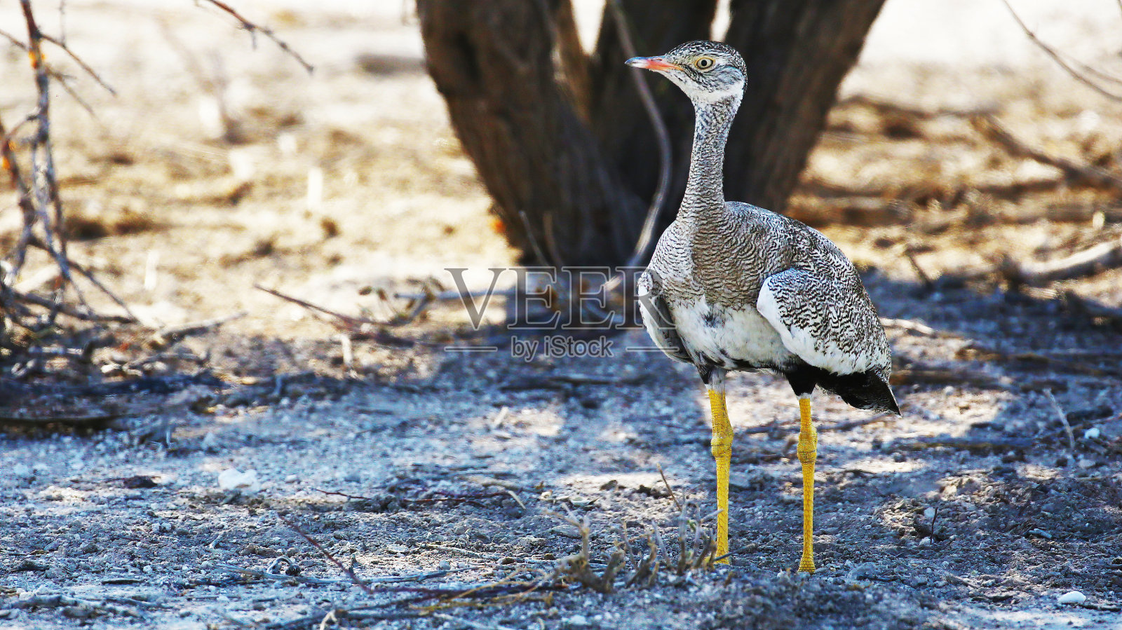 纳米比亚埃托沙国家公园的北部黑色korhaan照片摄影图片