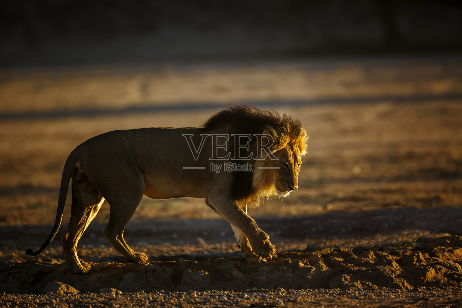 南非Kgalagadi跨国公园的非洲狮照片摄影图片