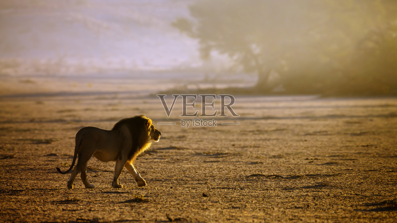 南非Kgalagadi跨国公园的非洲狮照片摄影图片