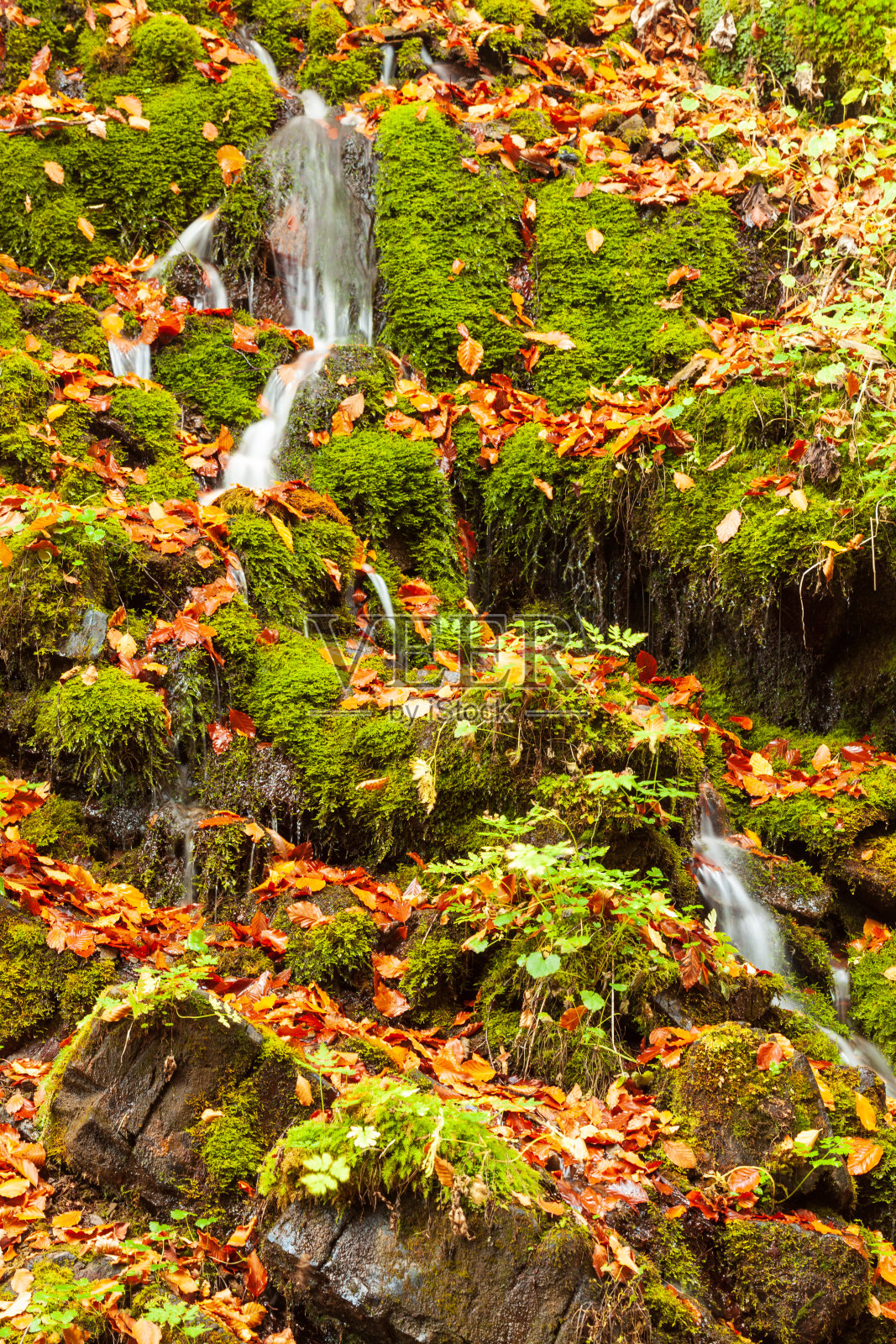 Ukpaine。瀑布在长满青苔的岩石之间。日落时分，喀尔巴阡山脉秋天的森林里，一条山河上的急流，美丽的风景。西皮特卡帕国家公园的银溪。Pilipets。照片摄影图片
