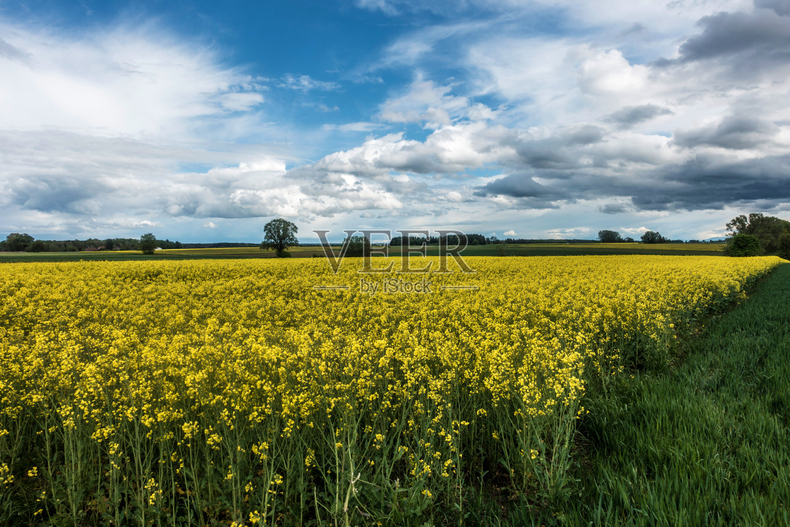 巴伐利亚的油菜籽田照片摄影图片