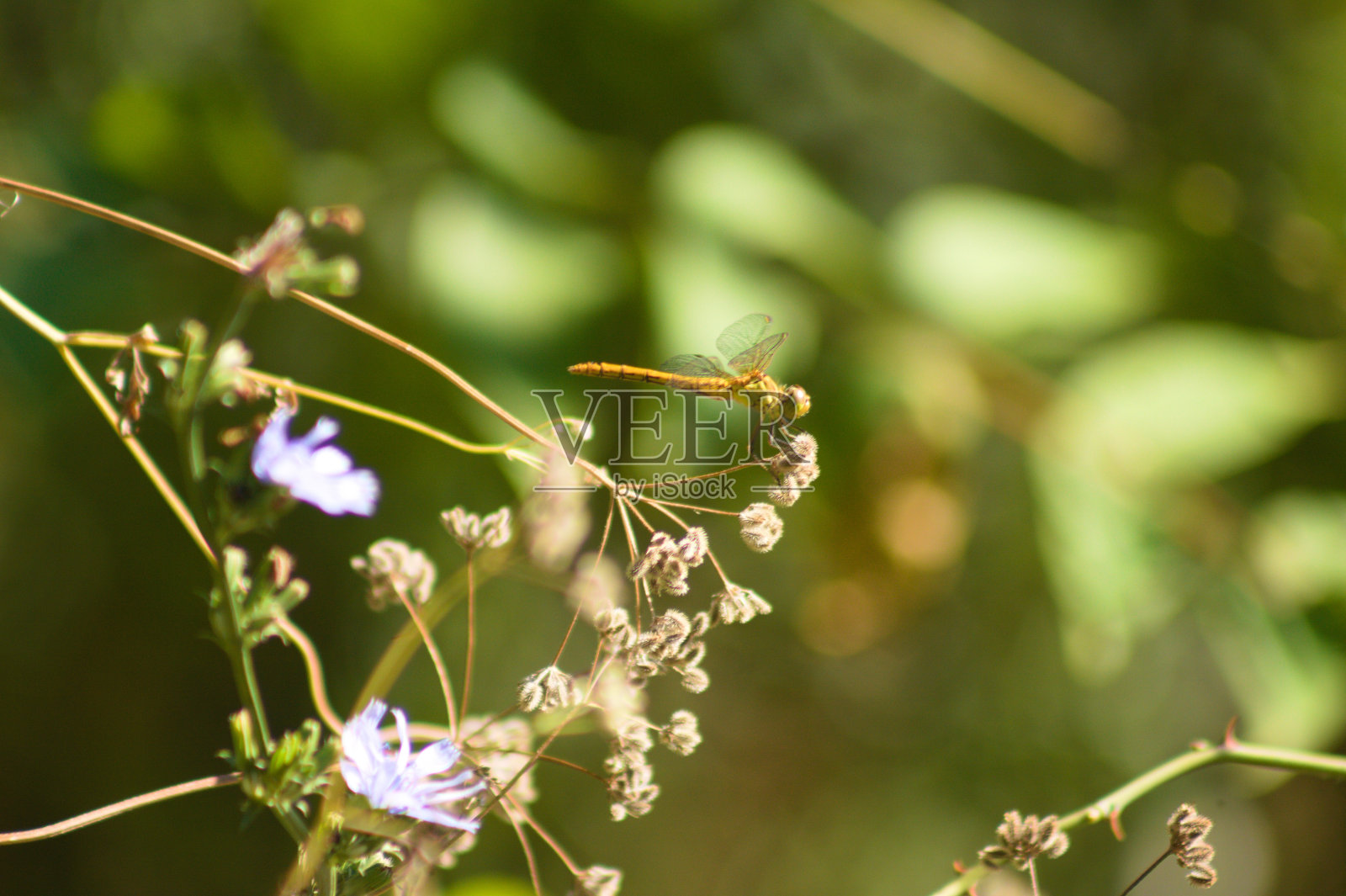 蜻蜓在植物上的特写模糊的背景照片摄影图片