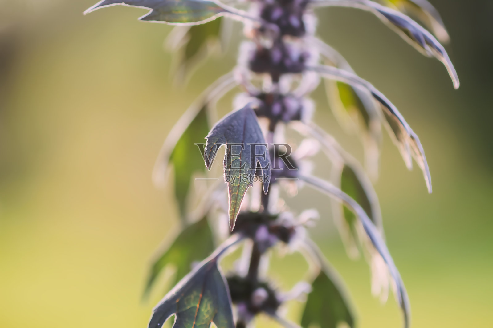 益母草，益母草照片摄影图片