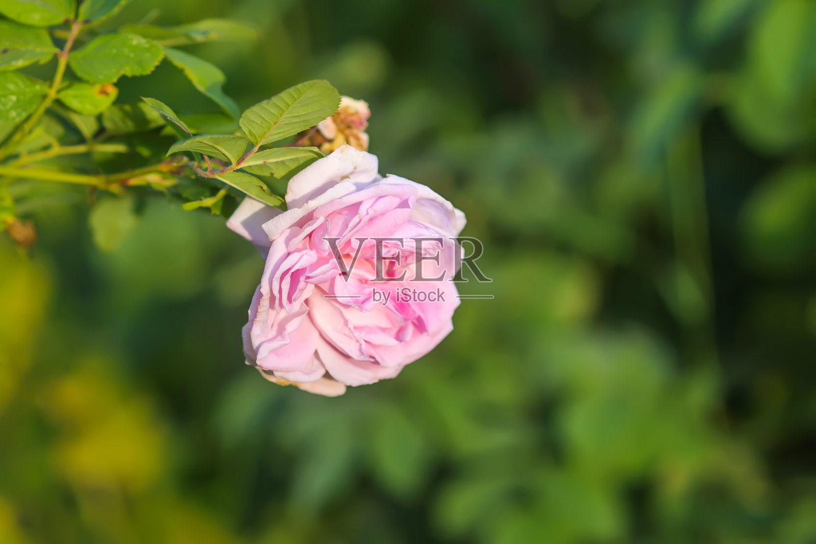 玫瑰在阳光下盛开。照片摄影图片