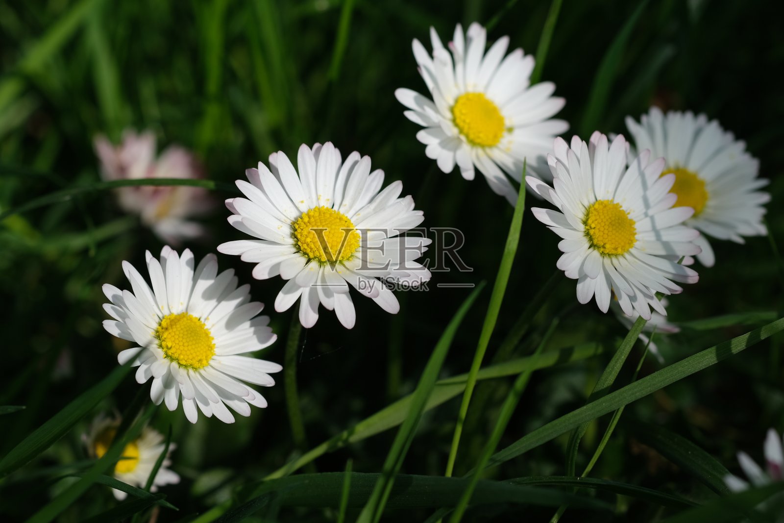 白色的雏菊紧紧地生长在田野里。白色的雏菊在草地的顶部。雏菊花草地在阳光下从上面。雏菊在春天的鲜花，花卉的背景与拷贝空间。照片摄影图片