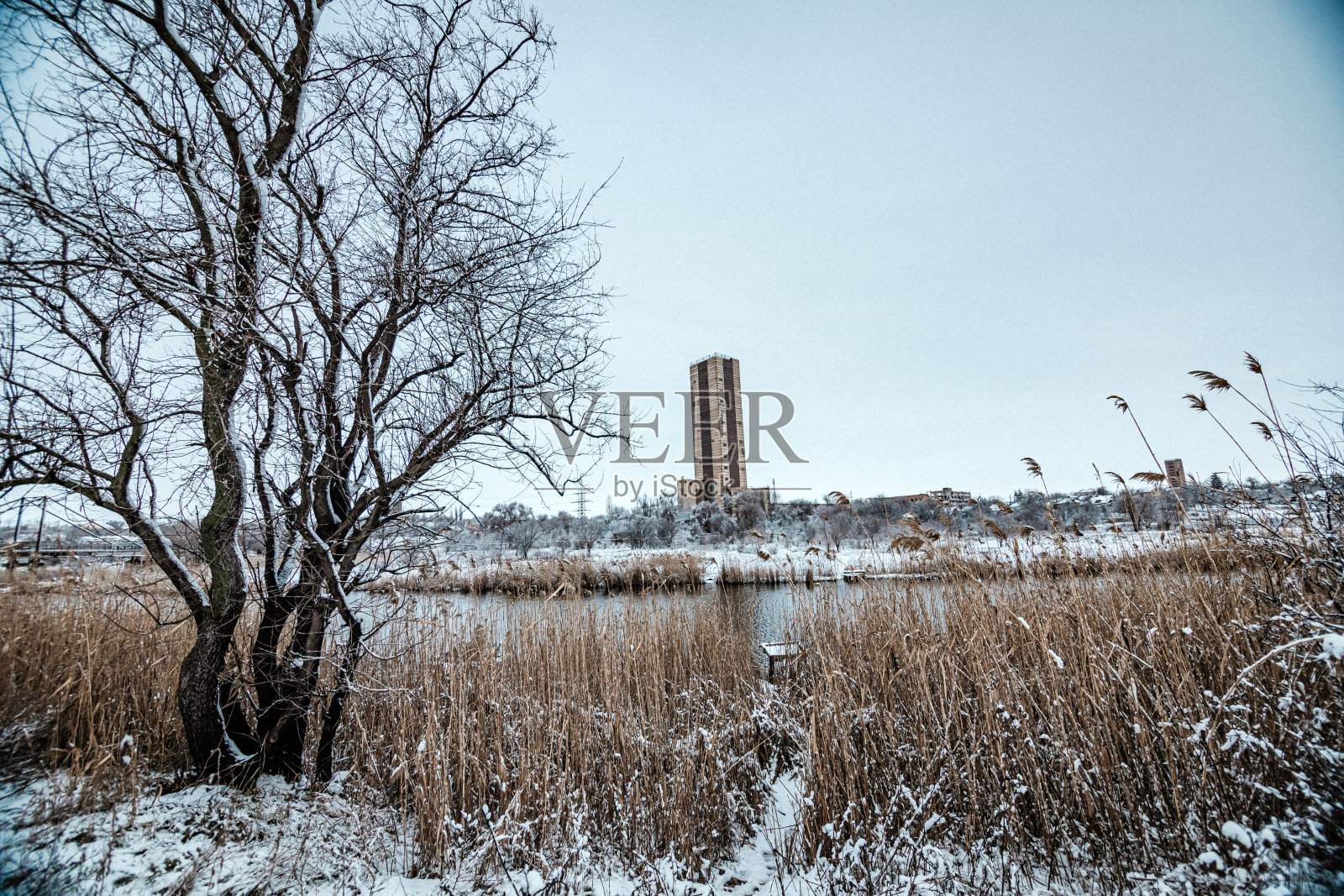 雪落在森林里和森林边缘。多雾的冬天。雪中的树照片摄影图片