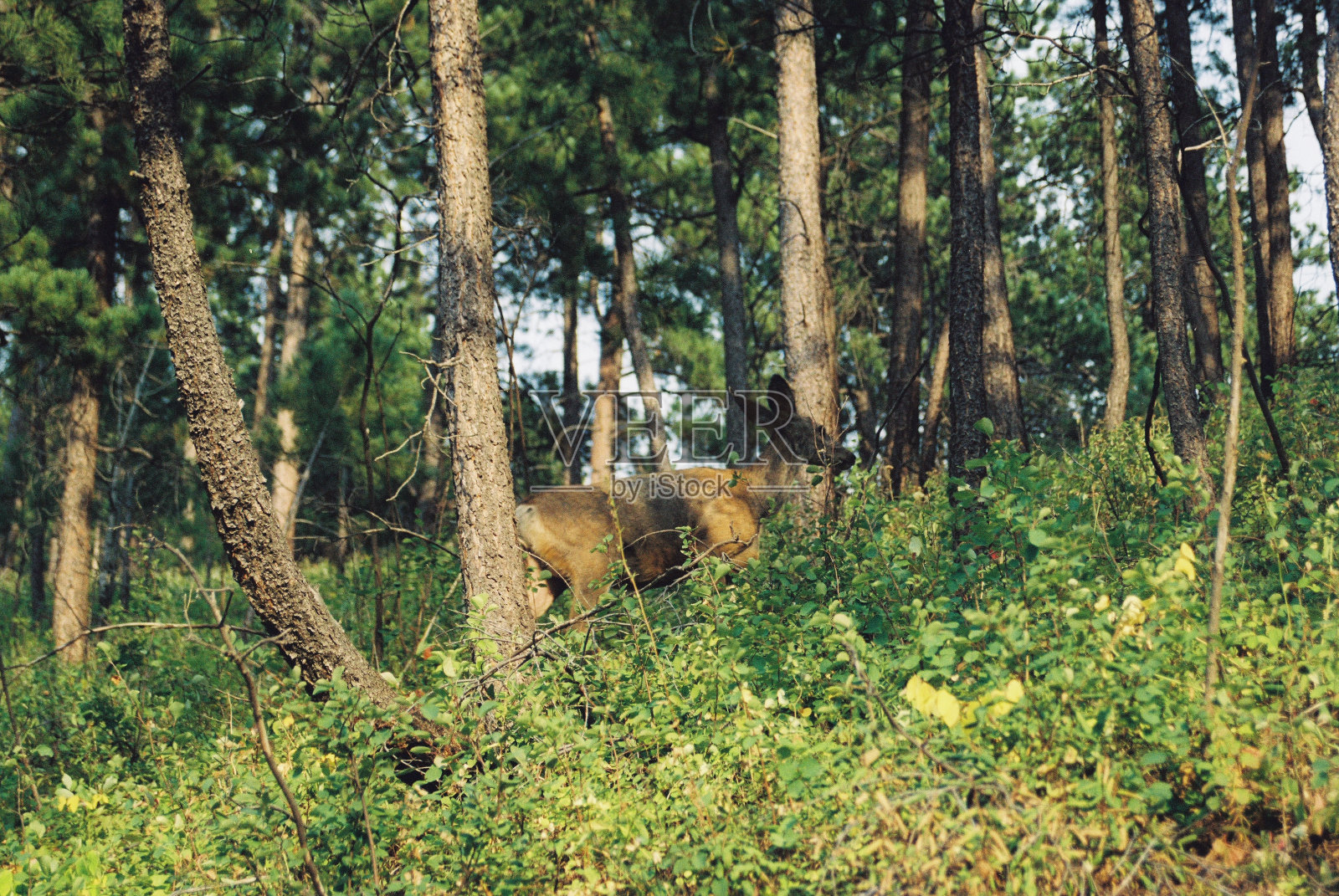 美丽的黑尾鹿在南达科塔森林照片摄影图片