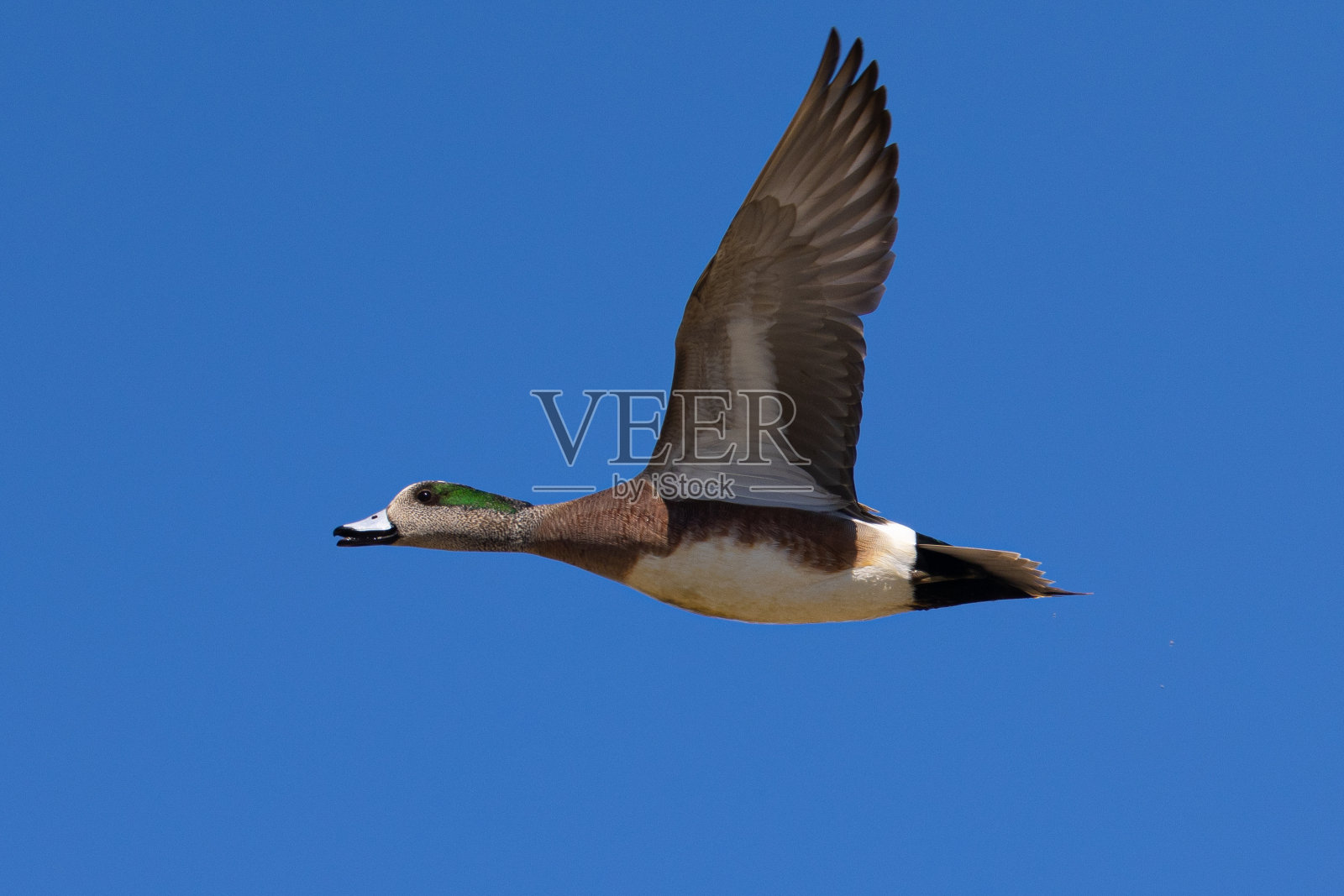 一只雄性美洲威冈在北加利福尼亚沼泽中飞行照片摄影图片