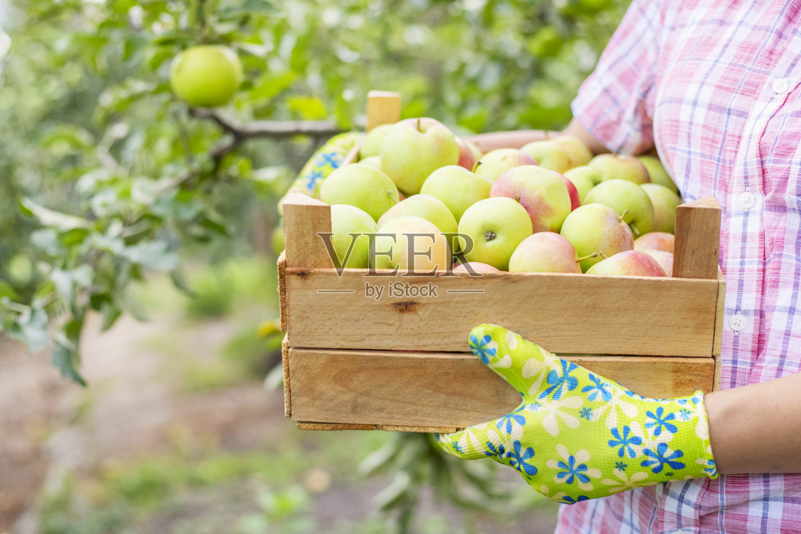 戴手套的农妇拿着刚摘下来的熟苹果，放在木箱里。农业和园艺的概念照片摄影图片