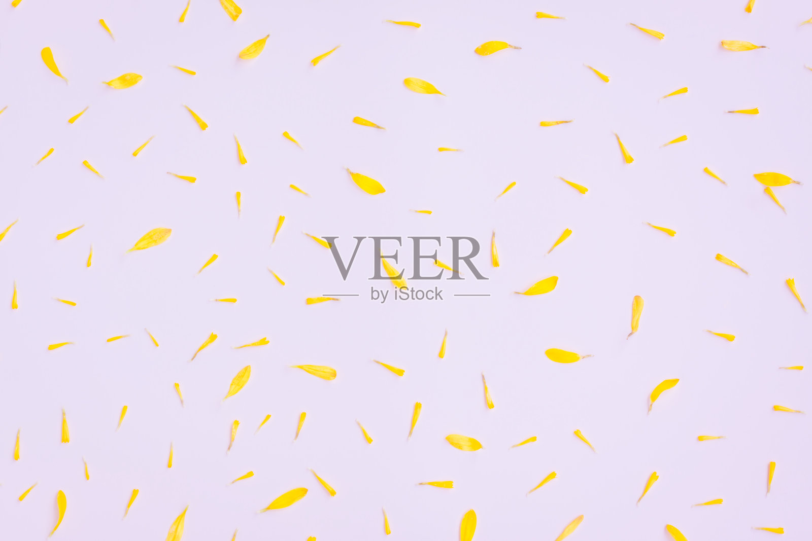 黄色菊花花瓣在粉红色的背景照片摄影图片