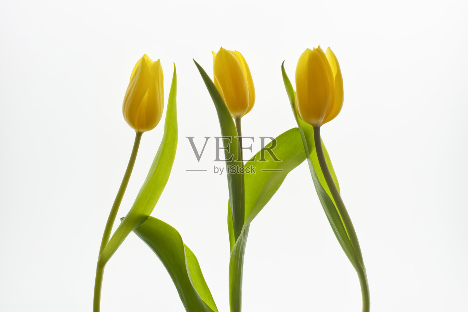 黄色郁金香孤立在白色背景上。照片摄影图片