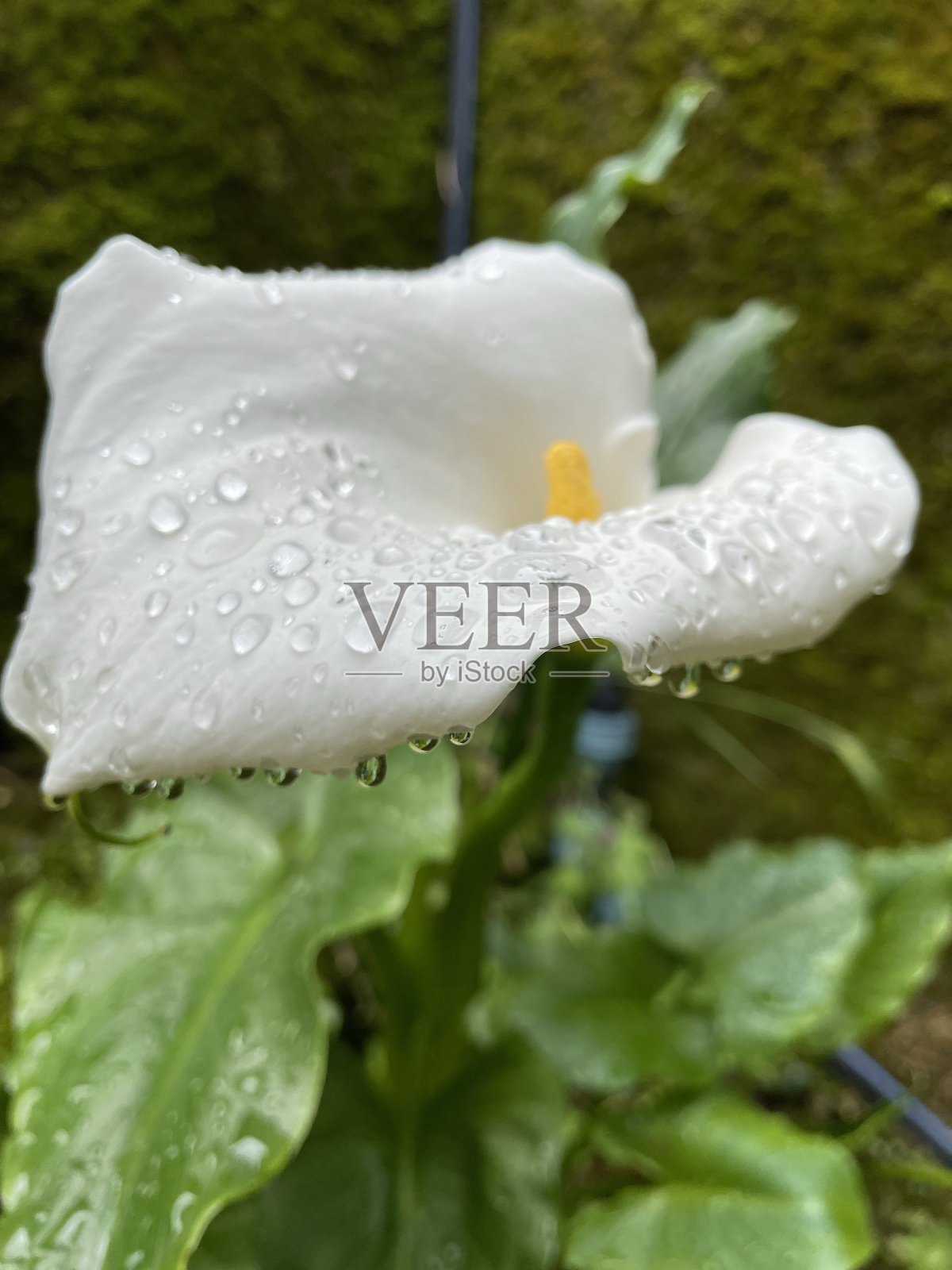 马蹄莲花照片摄影图片