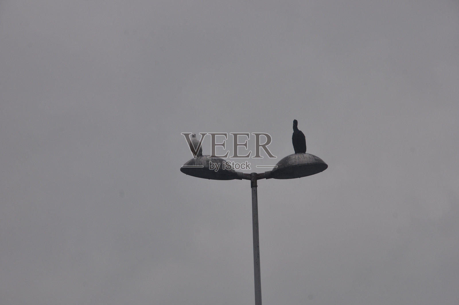 灯柱上有两只鸟照片摄影图片