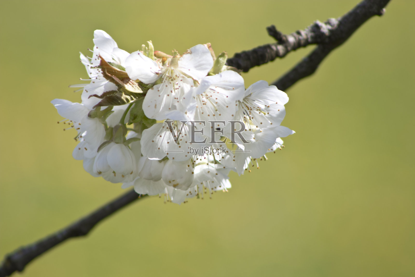 斯图加特的春天樱花盛开照片摄影图片