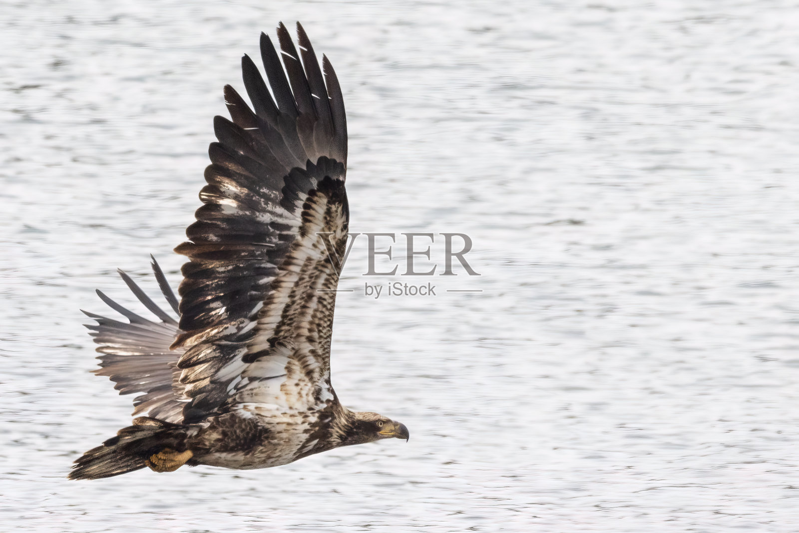 鹰在飞行中照片摄影图片