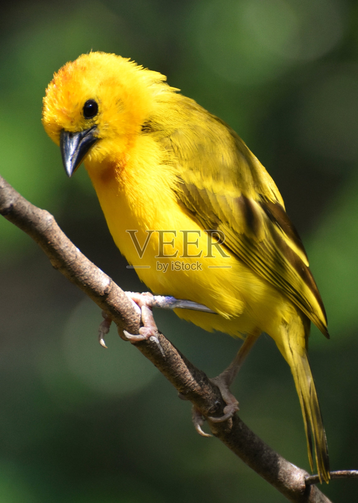 黄织叶鸟(织叶鸟科)照片摄影图片