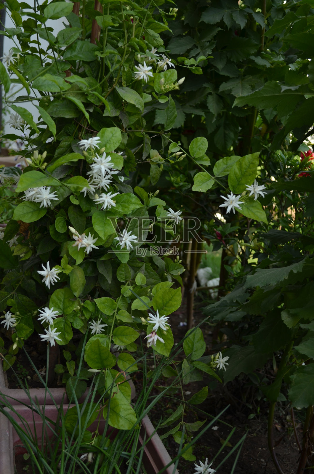阿拉伯茉莉，茉莉花sambac是原产于热带亚洲的一种茉莉花。小灌木或藤本植物。它因其迷人和芳香的花朵而被广泛种植。香水和茉莉花茶照片摄影图片