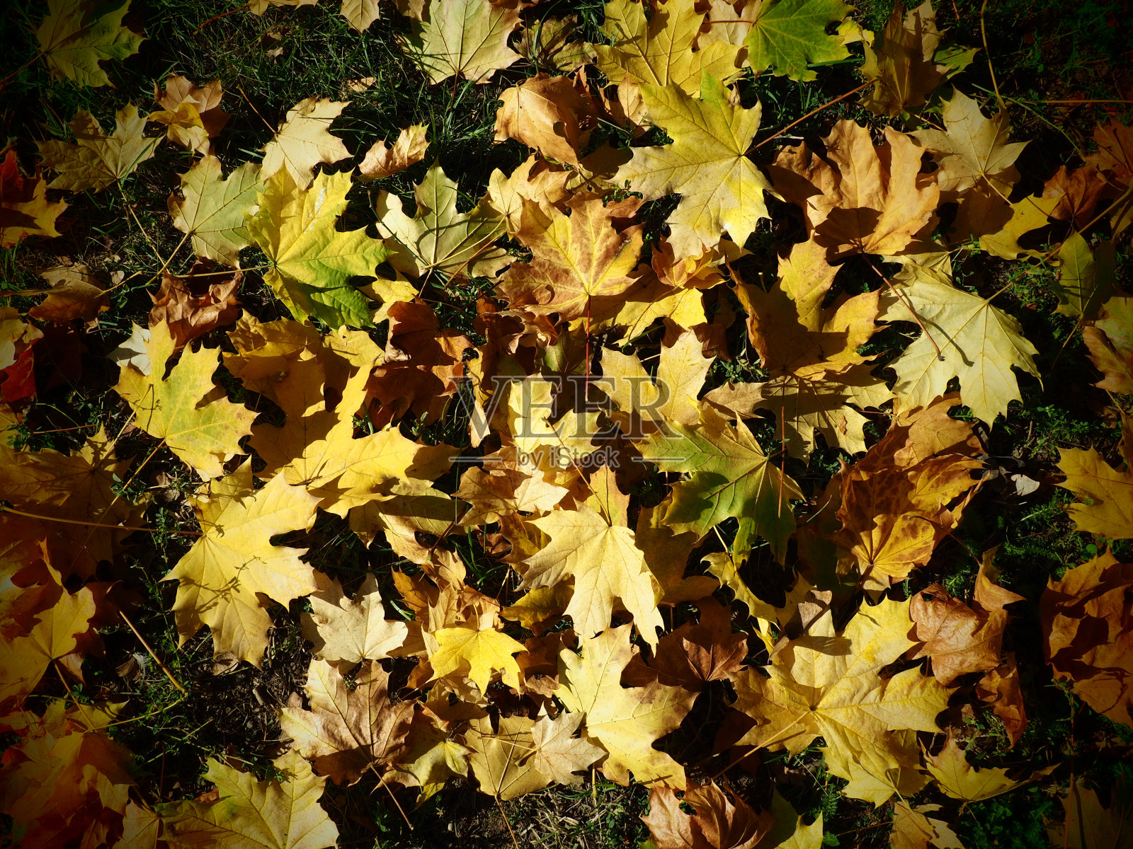 枫叶的背景。印度的夏天是一段异常温暖、干燥的天气。草地上躺着许多美丽多彩的枫叶。黄、红、橙、绿叶纹理照片摄影图片