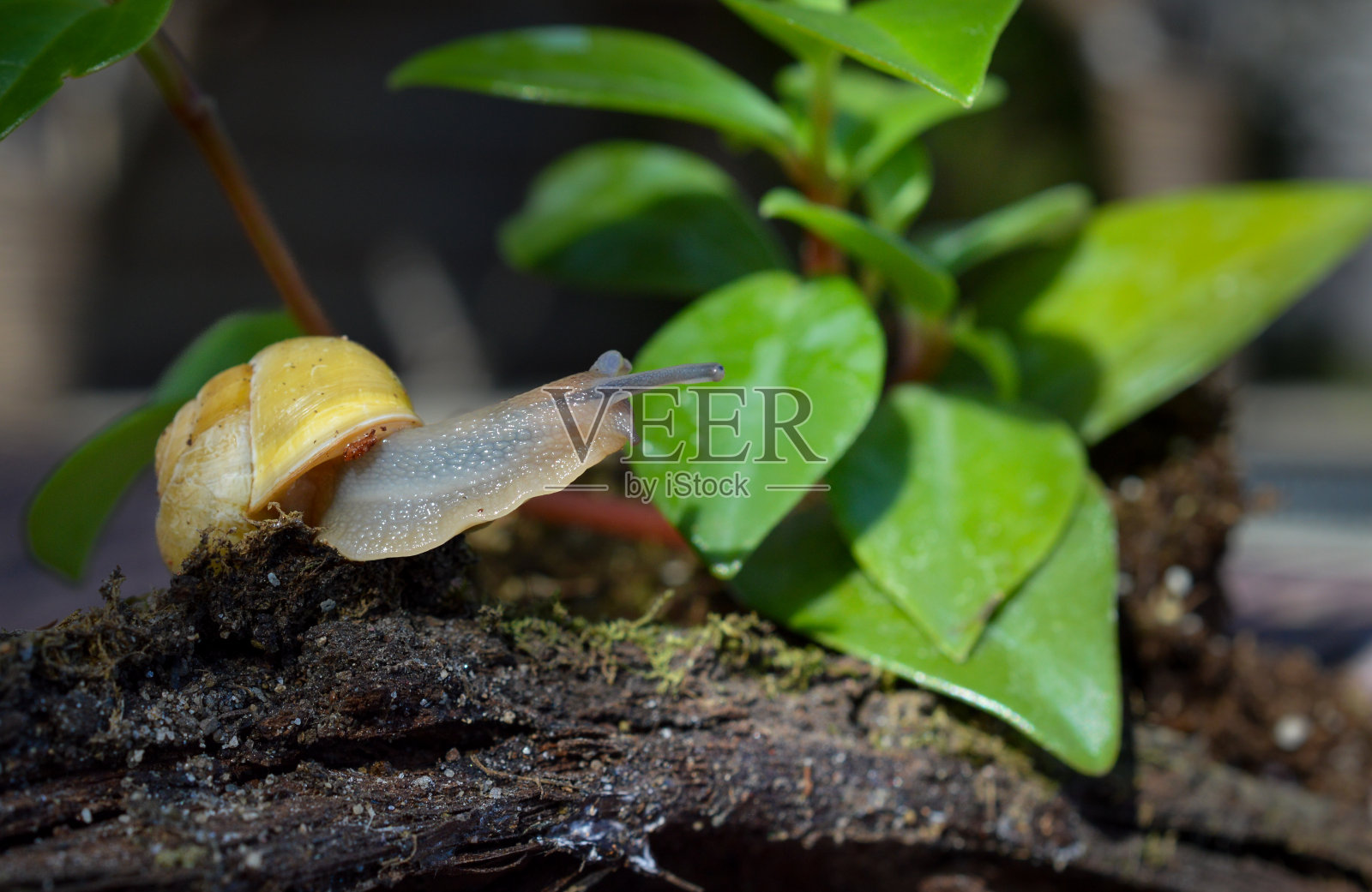 蜗牛照片摄影图片
