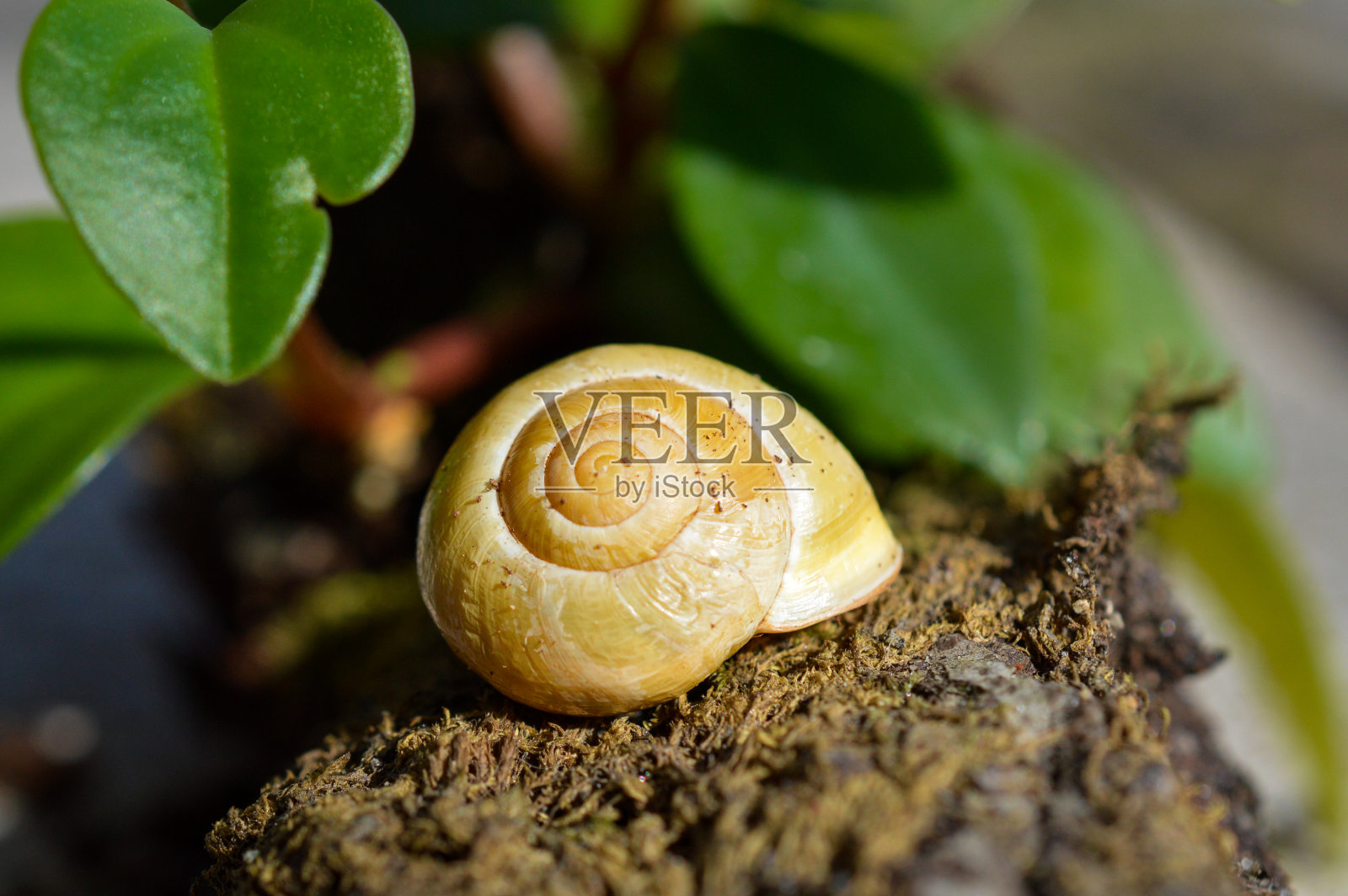 蜗牛照片摄影图片