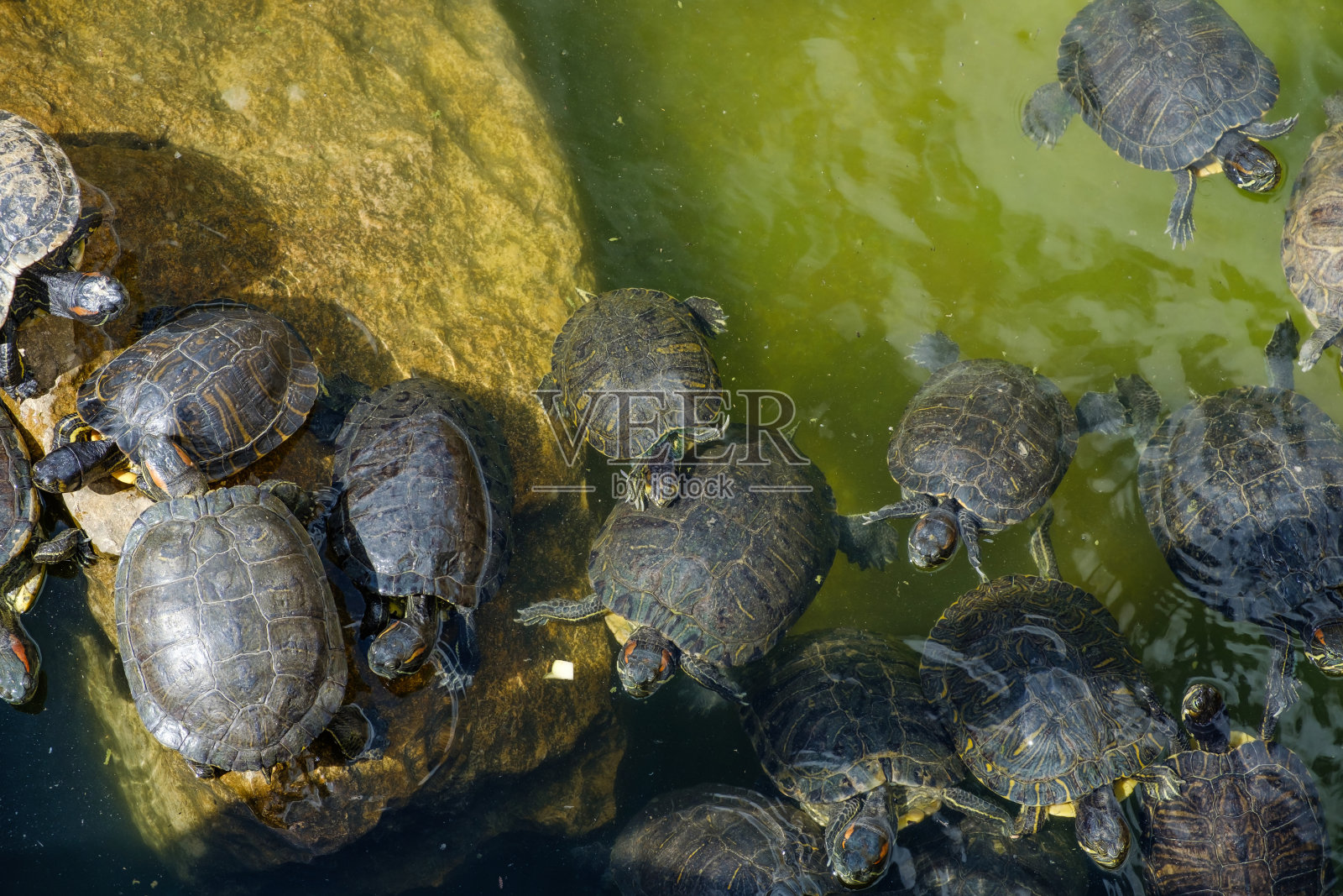 湖里的乌龟照片摄影图片