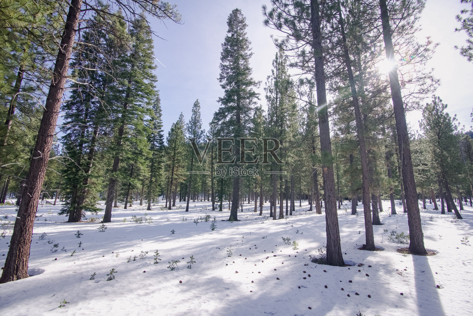 在被雪覆盖的森林里，阳光穿透树木照片摄影图片