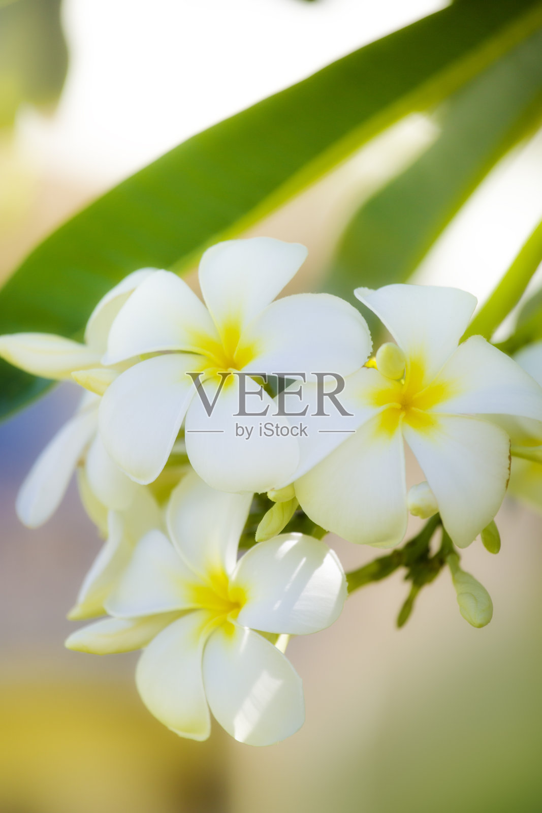 树上的鸡蛋花花束照片摄影图片