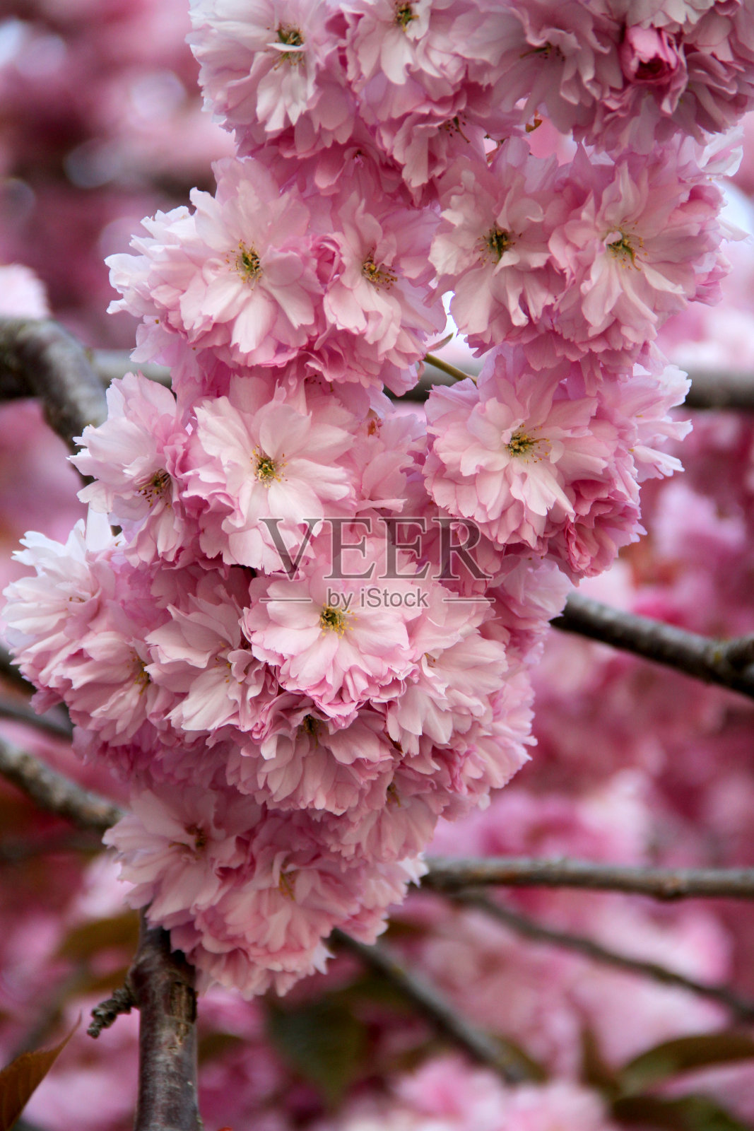 花包裹分支照片摄影图片