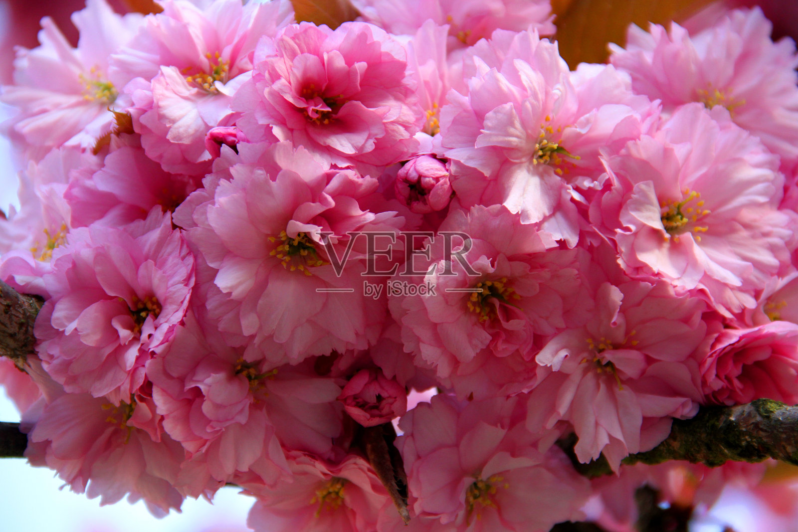 粉色的天空照片摄影图片