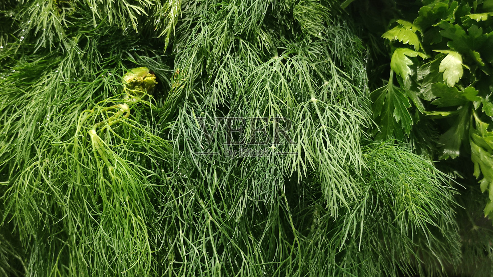 莳萝。新鲜的有机生莳萝高角度的观点照片摄影图片