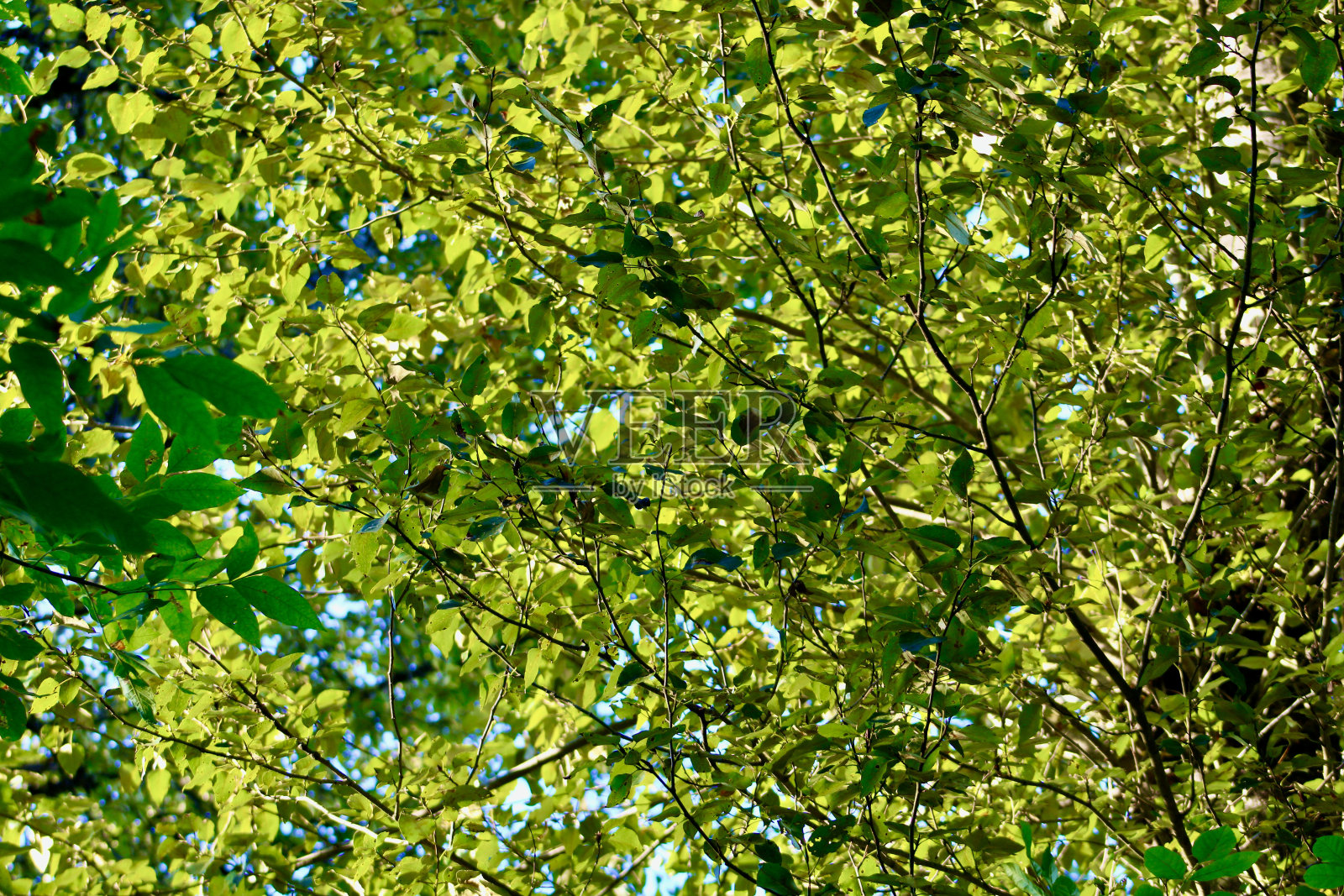 分支机构照片摄影图片