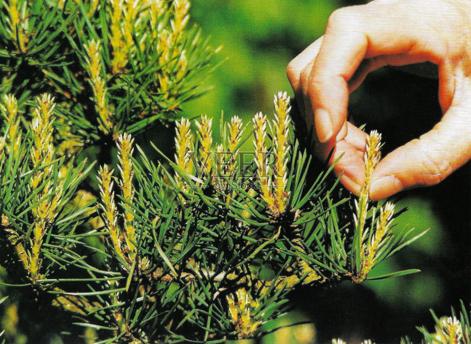 难以辨认的人捏蜡烛生长的苏格兰松(樟子松)盆景树枝，针和蜡烛修剪成形状的树，阳光花园背景，重点前景照片摄影图片