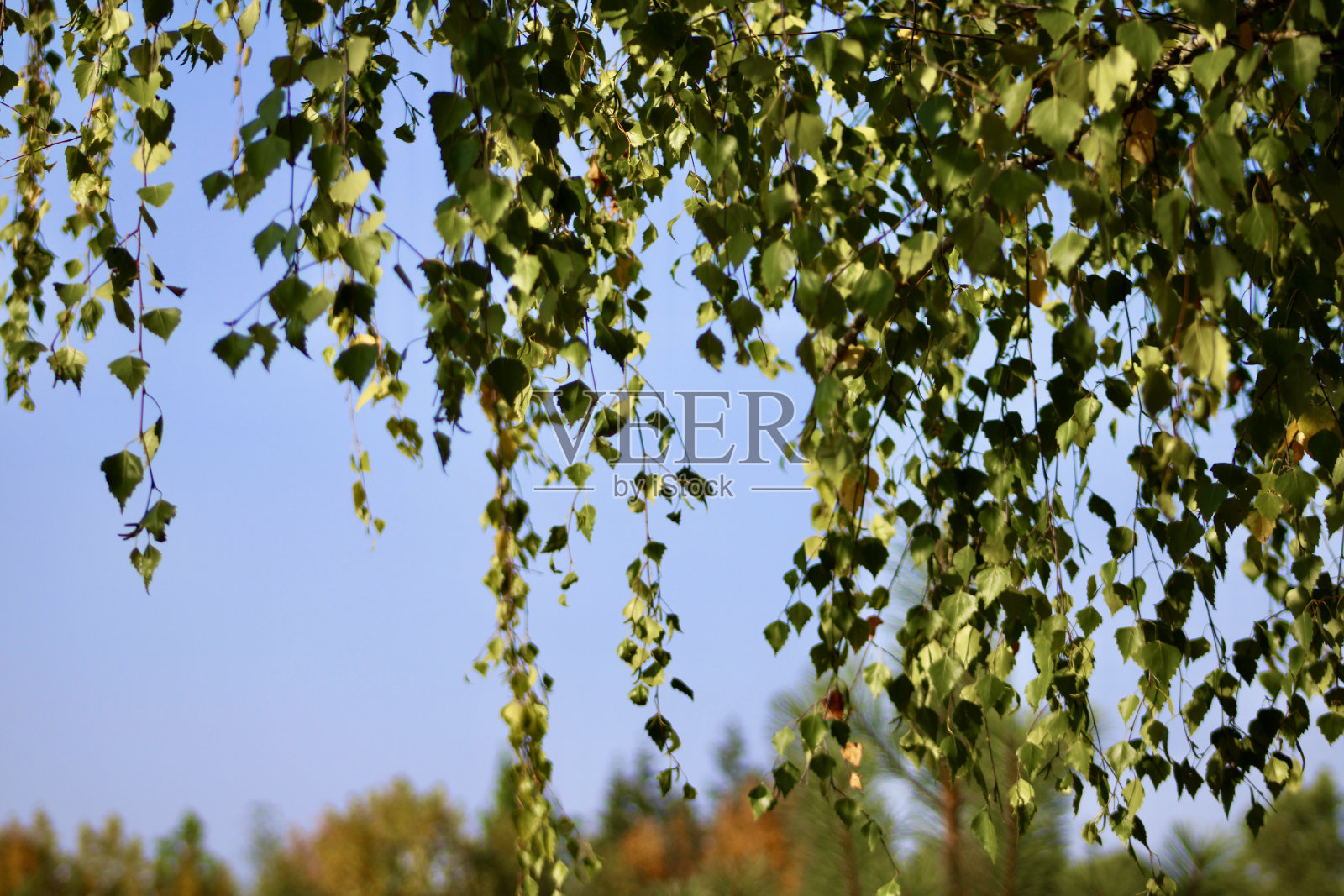 柳树照片摄影图片