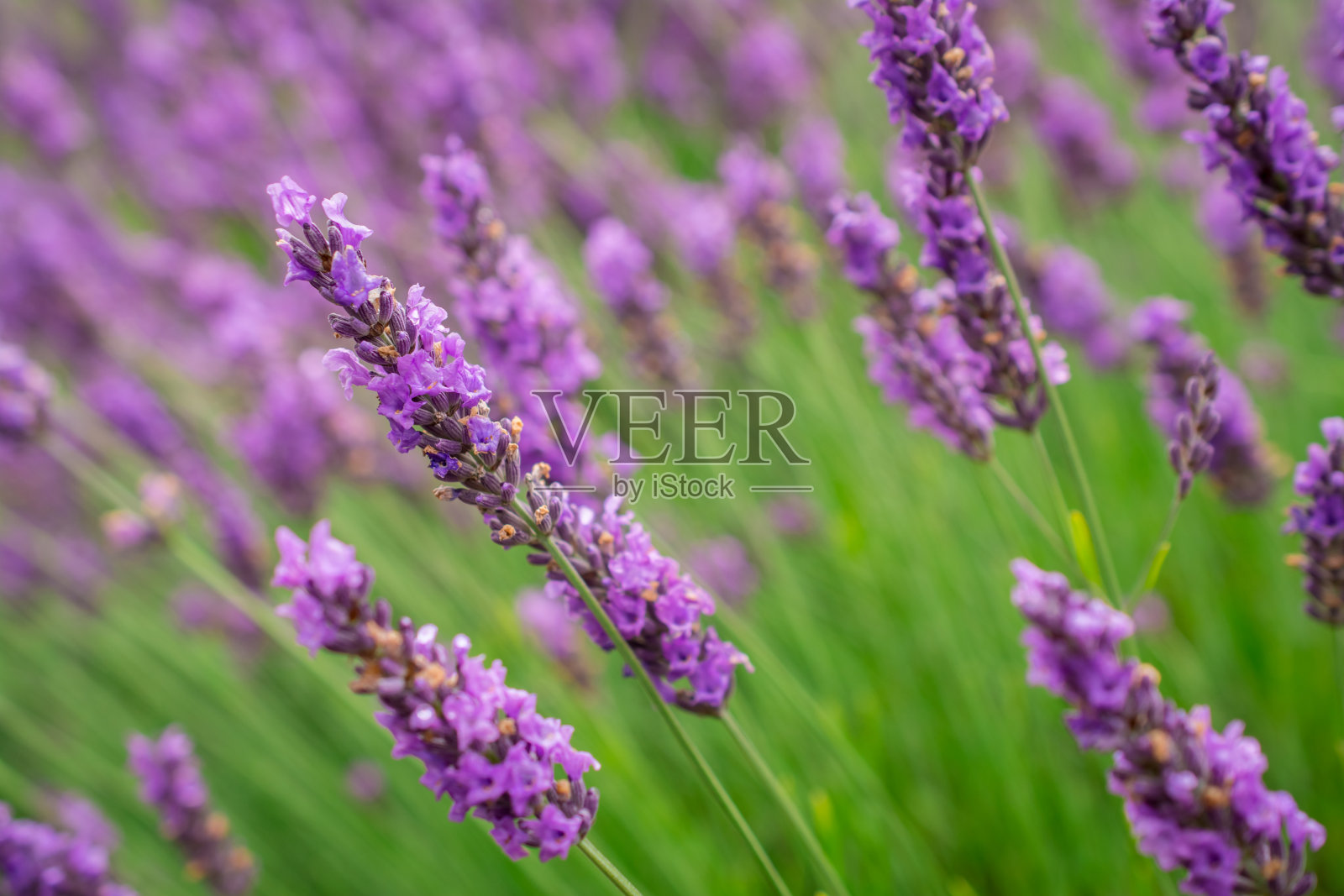 薰衣草花田在清新的夏季自然色彩模糊的背景。照片摄影图片