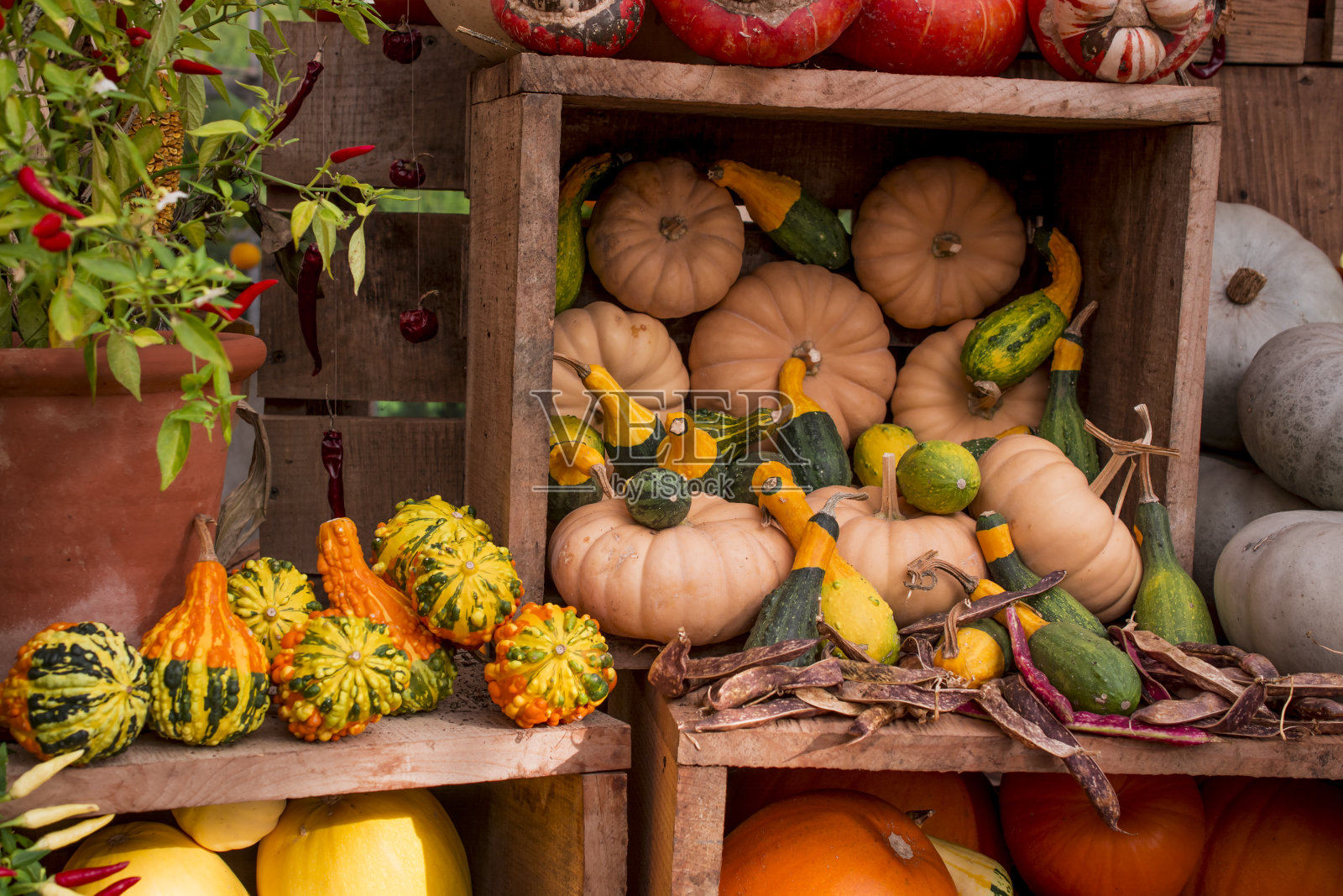 布置了几个五彩斑斓的南瓜陈列照片摄影图片