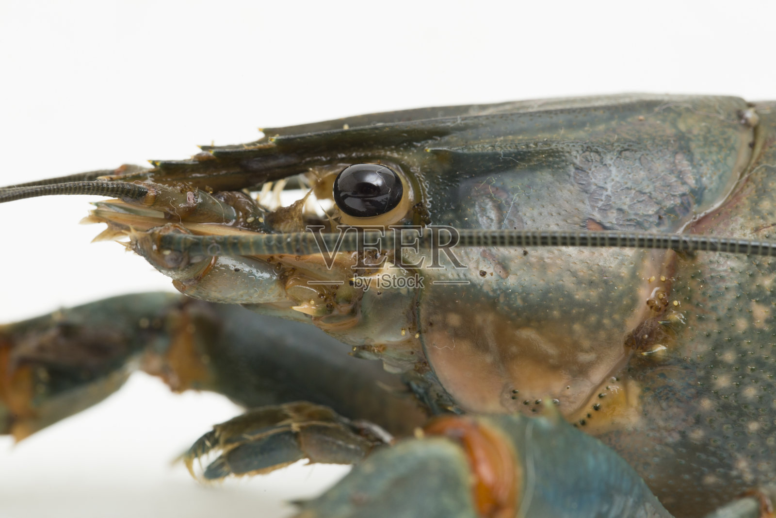 白色背景的淡水小龙虾照片摄影图片