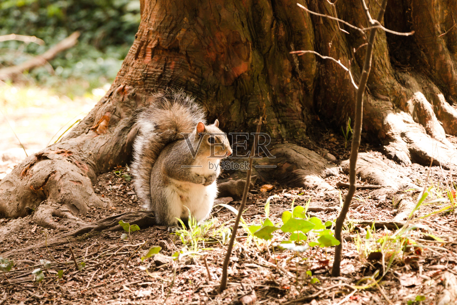 松鼠坐在树下照片摄影图片