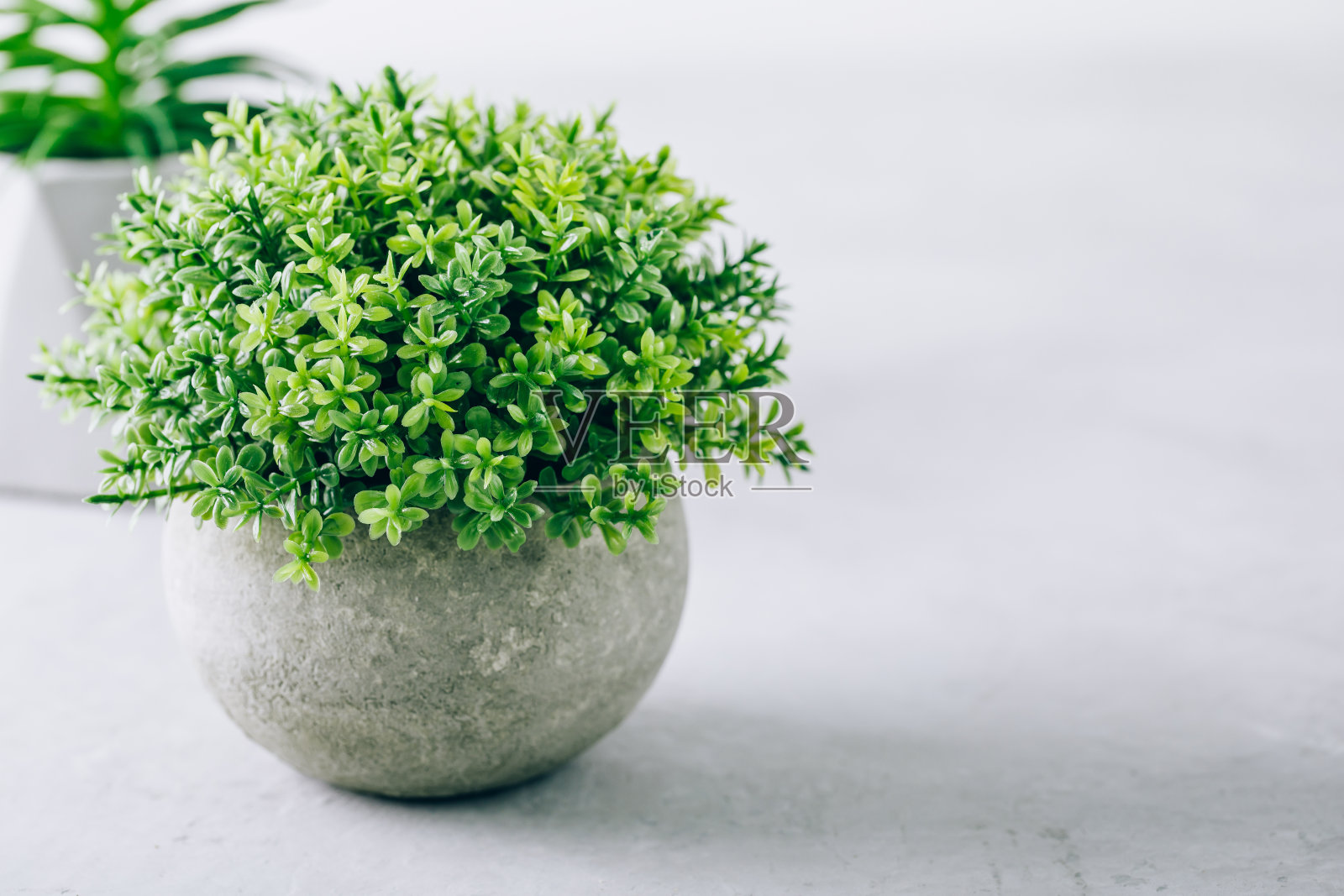 绿色植物花盆肉质在灰色的石头背景照片摄影图片