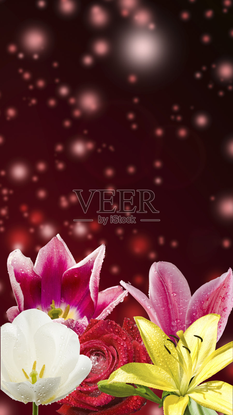 花园里美丽的花朵特写照片摄影图片