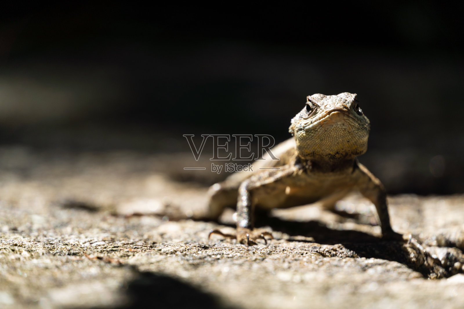 美丽的卡兰戈蜥蜴在大自然中自由自在，在巴西的里约热内卢。有选择性的重点照片摄影图片