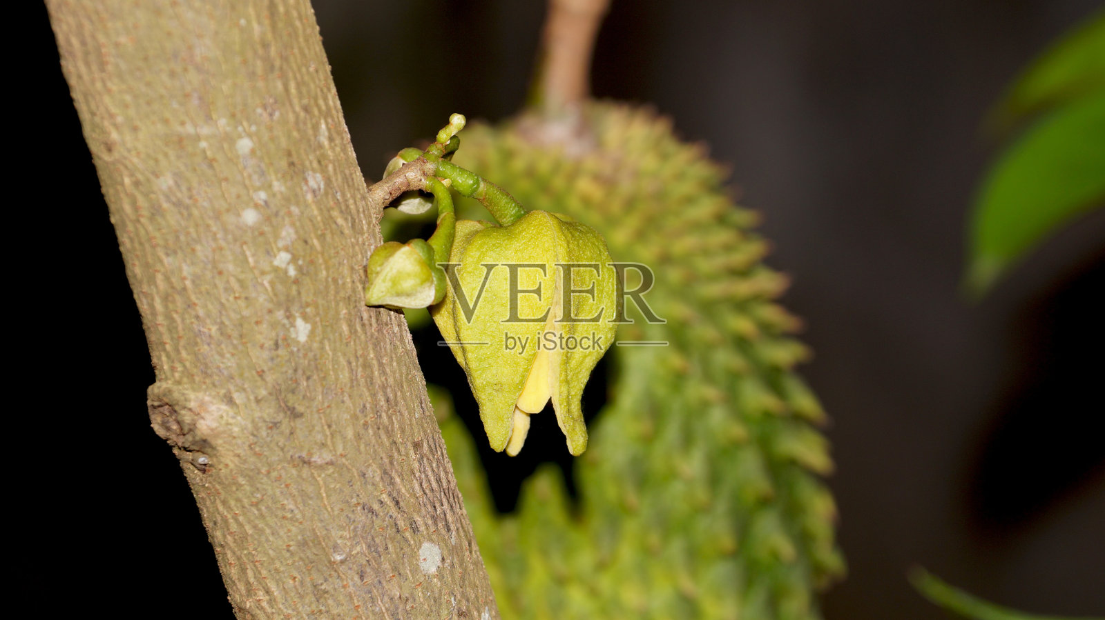 刺五加花照片摄影图片