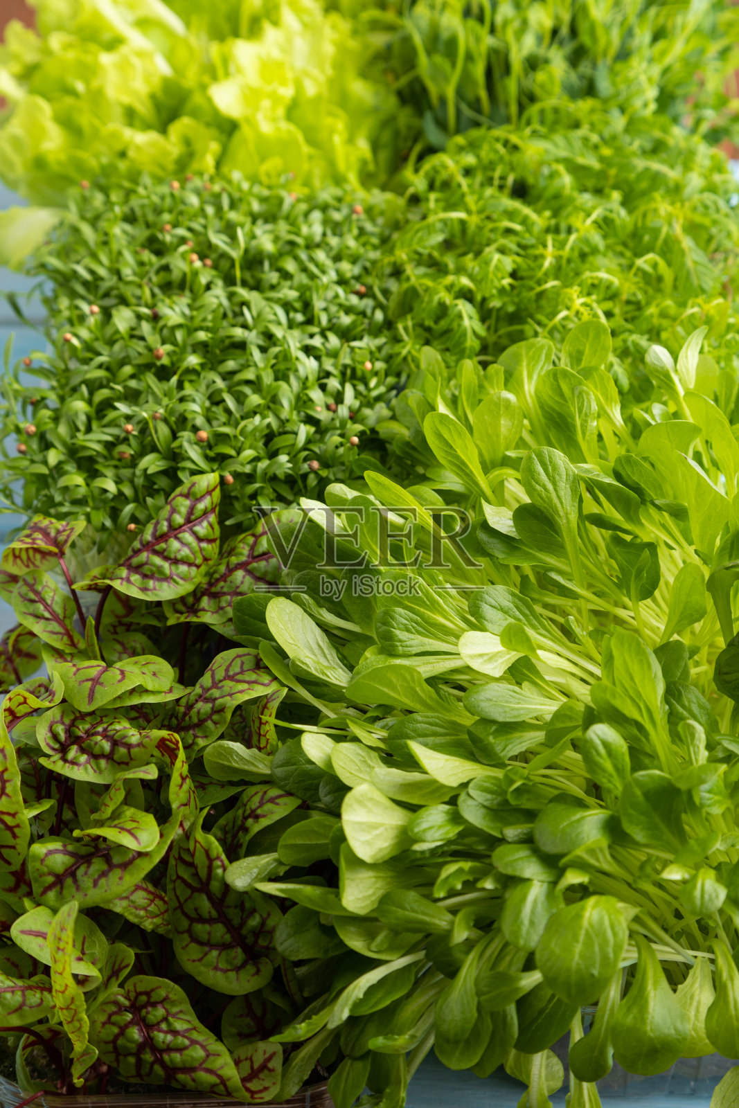 一套微绿色芽的酢浆草，生菜，香菜在蓝色的木制背景。侧视图，特写。照片摄影图片