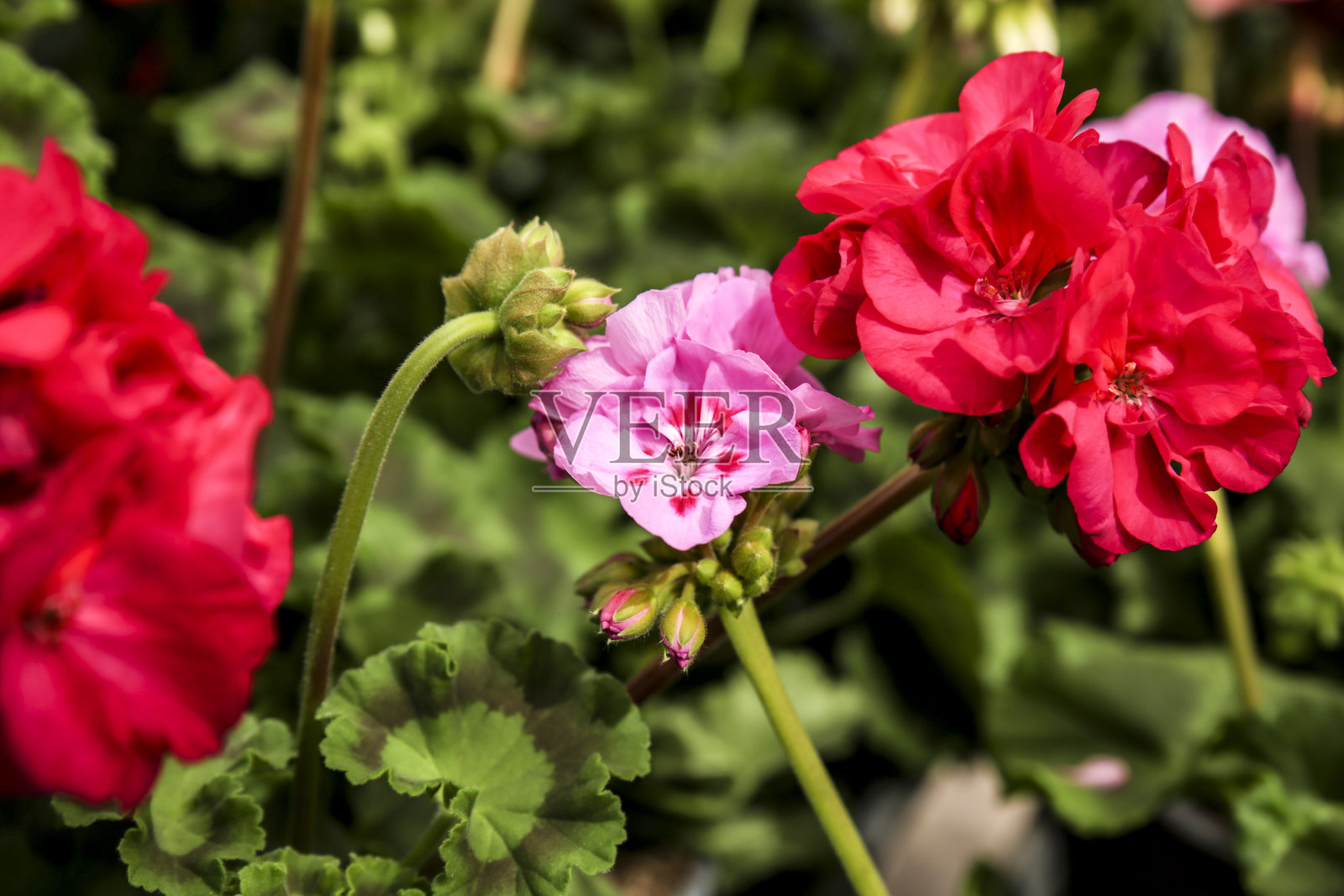天竺葵在花园里的花照片摄影图片