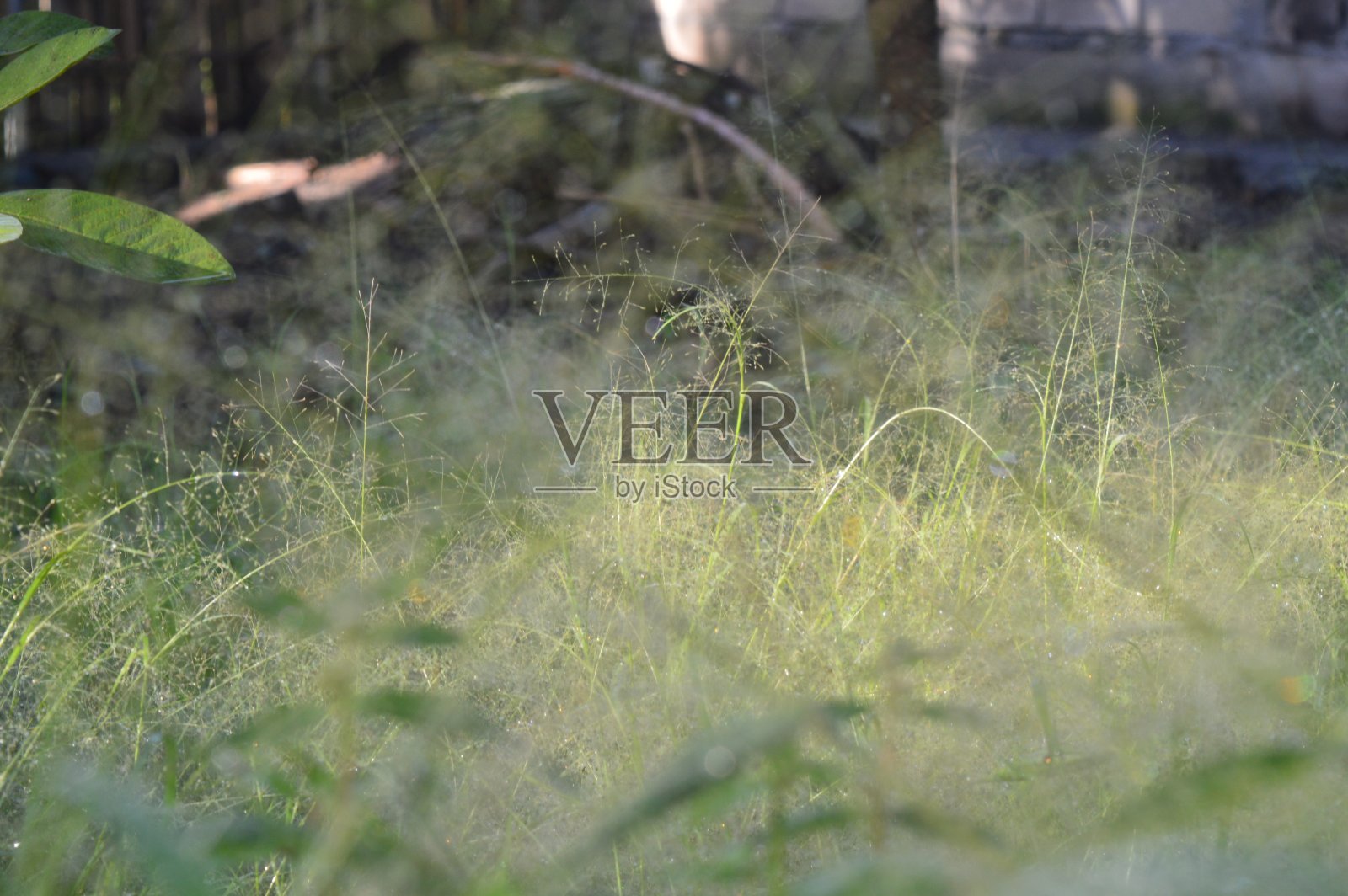 黍capillare植物照片摄影图片