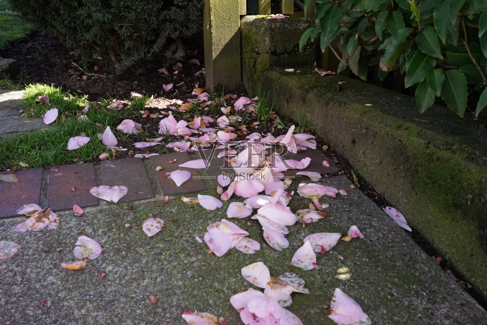 2022年春花调查照片摄影图片