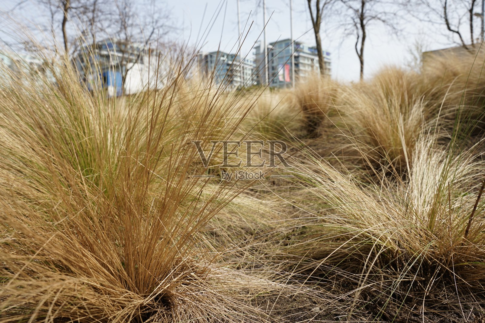 城市里的草原沙漠照片摄影图片