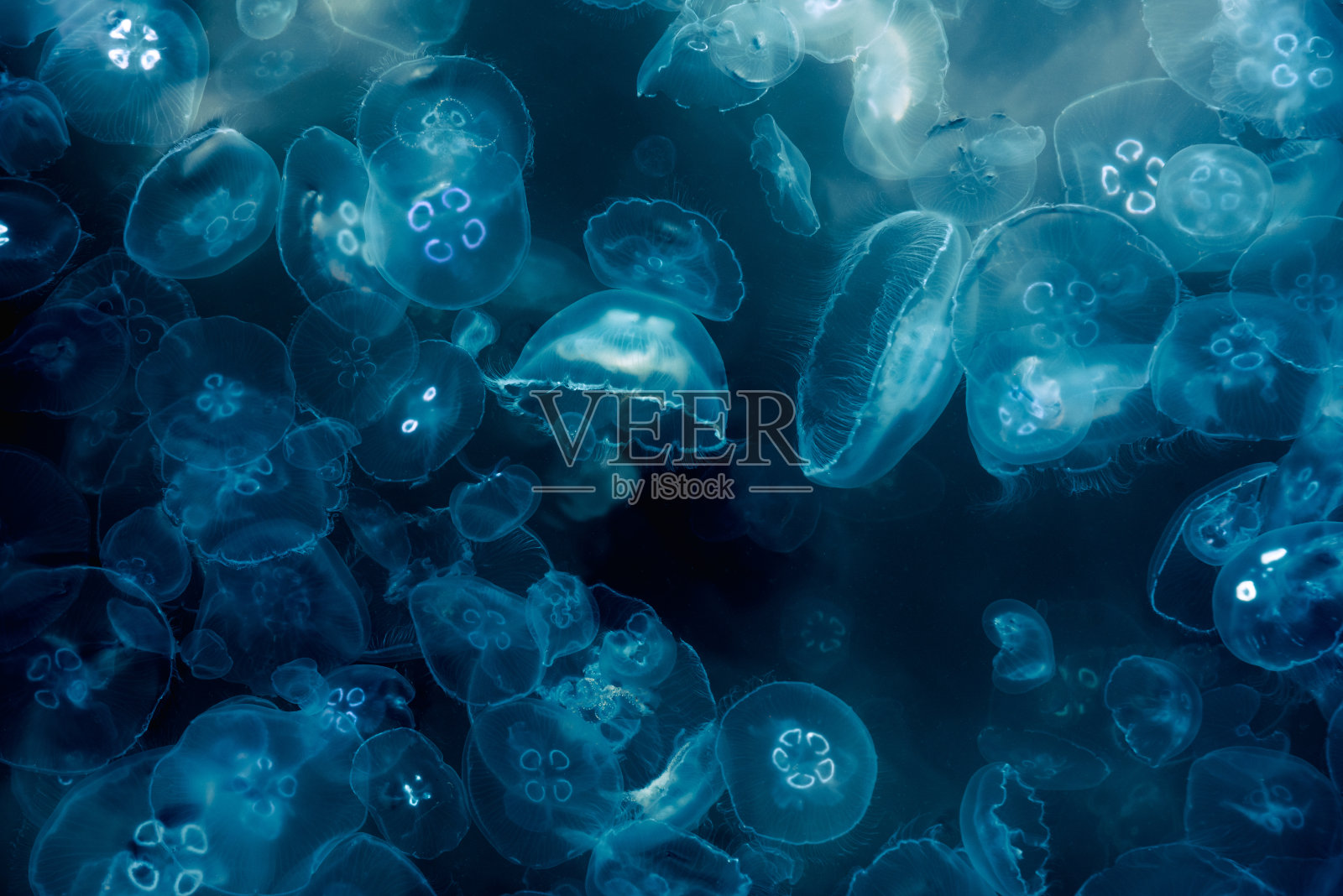 黑海有许多小水母。克里米亚照片摄影图片